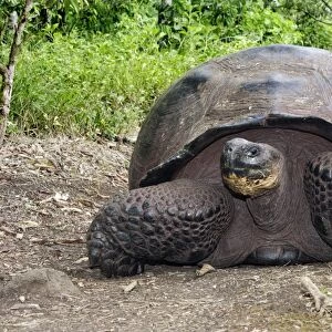 Giant Tortoise - On ground