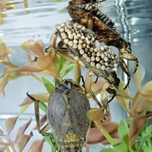 Giant Water Bug - Hemiptera. Males carry eggs on back. Streams of California, USA