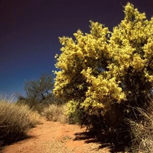 Gidgee Wattle - in full flower. near Oodnadatta, South Australia RMS01062