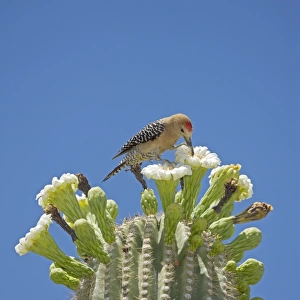 Gila Woodpecker - Feeding on nectar and insects in the Saguaro cactus blossom - Sonoran Desert - Arizona - USA