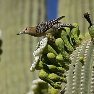 Gila Woodpecker - feeding on nectar and insects in the Saguaro Cactus blossom - Sonoran Desert - Arizona - USA