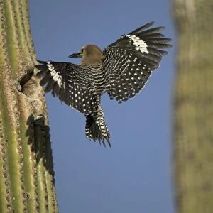 Gila Woodpecker In flight, arriving at nest in Cactus Feeds on nectar and insects in the Saguaro cactus blossom - helps pollinate cactus - makes holes in Saguaro cactus for their nests which are then used by other