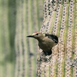 Gila Woodpecker Male
