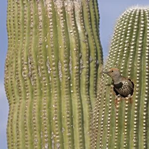 Gilded Flicker (Colaptes chrysoides) at Nest in Saguaro Cactus - Sonoran Desert - Arizona - Female - These woodpeckers are permanent residents that are found in all desert habitats - Makes holes in saguaro cactus for nests which are later used by