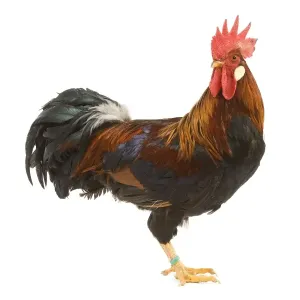 Gilded Leghorn Chicken - in studio