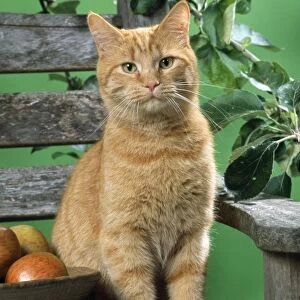 Ginger Cat - on a banch with apples