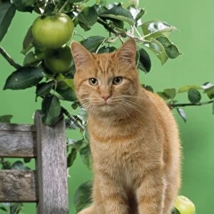 Ginger Cat - on bench with apples