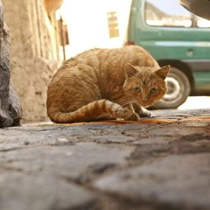 Ginger Cat - crouching Rome, Italy