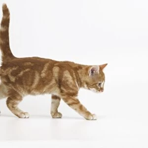 Ginger tabby cat