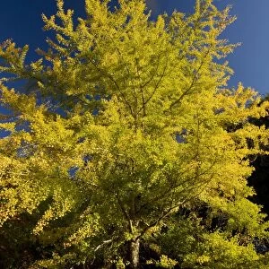 Ginkgo / Maidenhair Tree - in autumn with fall colours - From China