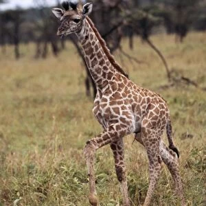 Giraffe Baby. Maasai Mara, Africa