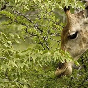 Giraffe-Close ups whilst feeding Etosha National Park-Northern Namibia-Africa