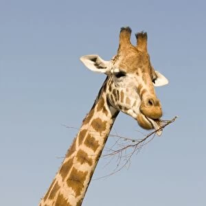 Giraffe - feeding