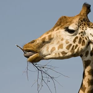 Giraffe - feeding