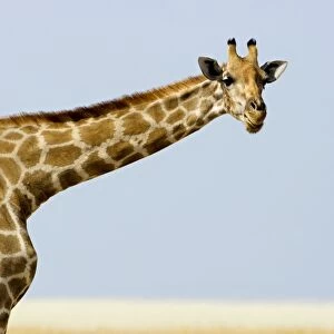 Giraffe - head and shoulder portrait - Etosha National Park - Namibia - Africa
