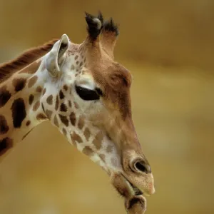 Giraffe Kissing young Giraffe