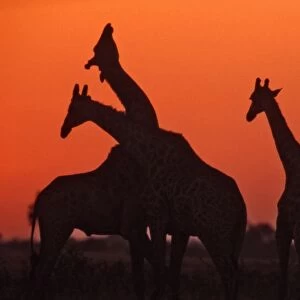 Giraffes CRH 964 Necking at sunset Nxai Pan, Botswana Giraffa camelopardalis © Chris Harvey / ardea. com