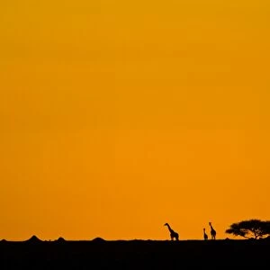 Giraffes - at Sunset - Masai Mara Reserve - Kenya