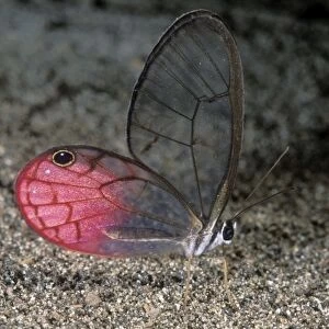 Glasswing Butterfly Brazil. Columbia, Ecuador