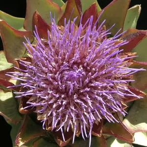 Globe Artichoke - Flower. Vaucluse, France. Family Asteraceae Globe Artichoke - Flower. Vaucluse, France. Family Asteraceae