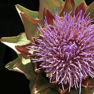 Globe Artichoke - Flower. Vaucluse, France. Family Asteraceae