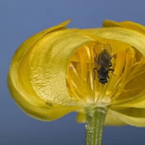 Globe flower - The Chiastocheta fly is inside the flower and will fertilize it. Europe