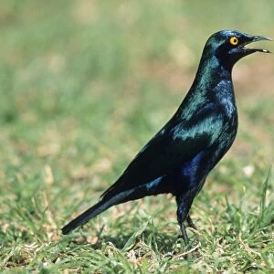 Glossy Starling - calling South Africa