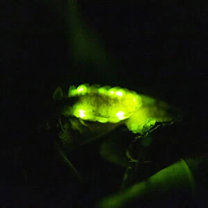 Glow Worm, female glowing at night, Hessen, Germany