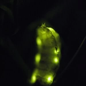 Glow Worm - female glowing at night, Lower Saxony, Germany