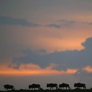 Gnu / Wildebeest - herd migrating