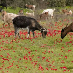Goats - herd grazing through field of scarlet peacock anemones - in spring - Mani peninsula - Greece Goats - herd grazing through field of scarlet peacock anemones - in spring - Mani peninsula - Greece