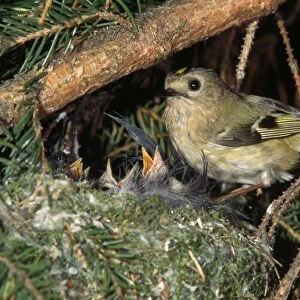Goldcrest - at nest with young