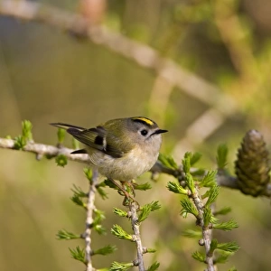 Goldcrest - perched in Common Larch - Breckland - Norfolk - UK