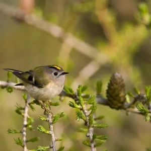 Goldcrest - perched in Common Larch - Breckland - Norfolk - UK