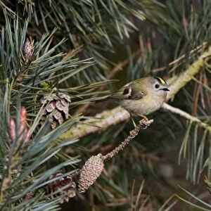 Goldcrest -perched in Scots Pine - April - Breckland - Norfolk - U. K