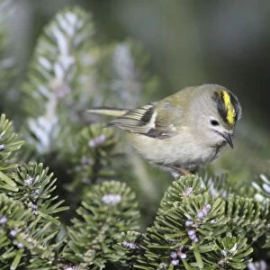 Goldcrest - searching for food in fir tree, Lower Saxony, Germany