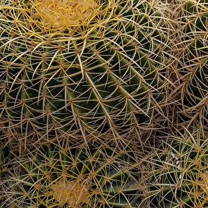 Golden Barrel Cactus at the Arizona Sonoran Desert Museum in Tucson, Arizona, USA Date: 08-03-2021