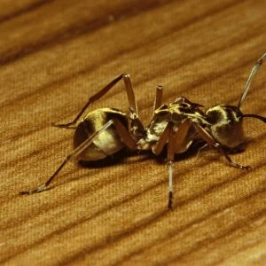 Golden-bodied ant - easily recognised by its golden sheen. The spines on the thorax are probably for defence