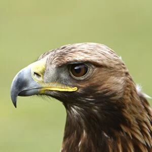 Golden Eagle - Aviemore - Scotland