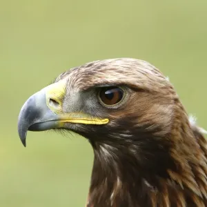 Golden Eagle - Aviemore - Scotland Golden Eagle - Aviemore - Scotland