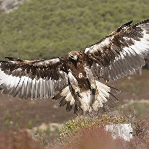 Golden Eagle - in flight - landing. Scottish Moor - Aviemore - Scotland