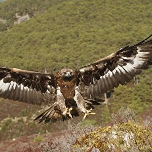 Golden Eagle - in flight - landing. Scottish Moor - Aviemore - Scotland