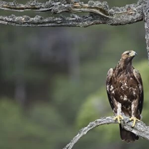 Golden Eagle - perched on pine. Scottish Moor - Aviemore - Scotland
