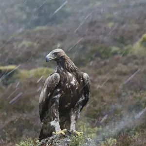 Golden Eagle - in rain. Scottish Moor - Aviemore - Scotland Golden Eagle - in rain. Scottish Moor - Aviemore - Scotland