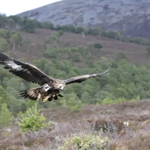 Golden Eagle - Scottish Moor - Aviemore - Scotland Golden Eagle - Scottish Moor - Aviemore - Scotland