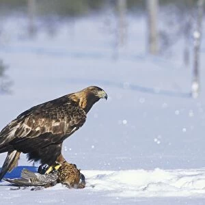 Golden Eagle - sitting on prey in snow covered forest - March - Finland