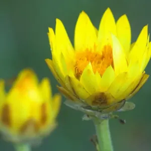 Golden Everlasting - in bloom - Fraser Island World Heritage Area, Great Sandy National Park, Queensland, Australia Golden Everlasting - in bloom - Fraser Island World Heritage Area, Great Sandy National Park, Queensland, Australia