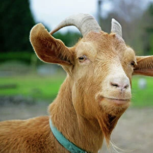 Golden Guernsey Goat