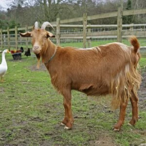 Golden Guernsey Goat in farm yard