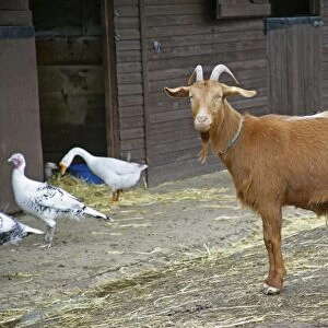 Golden Guernsey Goat in farm yard
